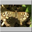 Pararge aegeria - Waldbrettspiel 07.jpg